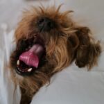David Walliams Instagram - Good morning.