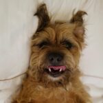 David Walliams Instagram - My little Ern.
