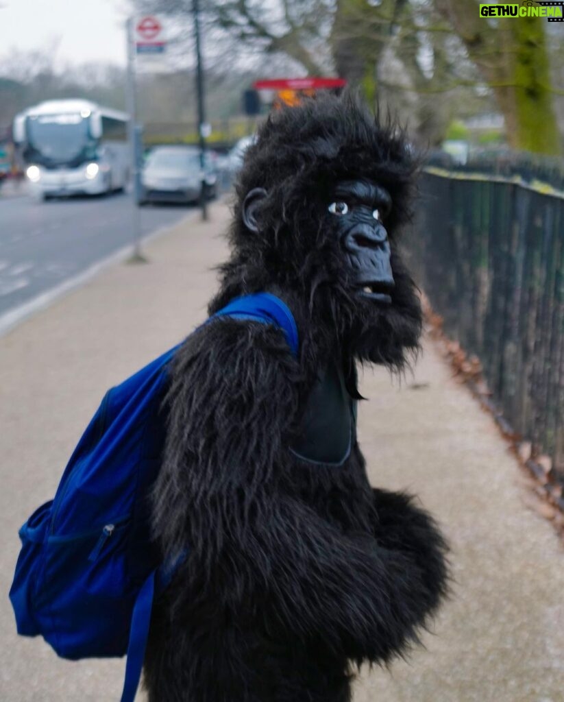 David Walliams Instagram - HAPPY WORLD BOOK DAY from Gertrude the gorilla & me. #worldbookday #codenamebananas