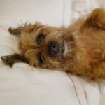 David Walliams Instagram - My little Ern.