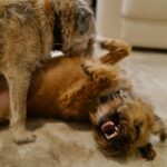 David Walliams Instagram - My little Ern.