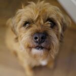 David Walliams Instagram - My little Ern.