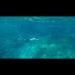 David Walliams Instagram - Swimming with sharks 2.