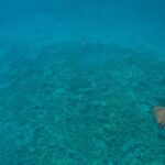David Walliams Instagram - Swimming with sharks.
