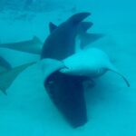 David Walliams Instagram - Sharks mating.