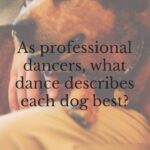 Derek Hough Instagram - Dancing definitely runs in the family! @derekhough and @hayley.erbert describe which dance fits their dogs’ personalities the best.