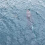 Derek Hough Instagram - The day before our wedding we stood outside on a cliffside looking across the ocean when Hayley spotted a big spray about a mile out. I grabbed my drone and took the gamble to see if I could make it out to capture this stunning animal. Battery almost dead and way out further than I thought. Suddenly the whale appeared.