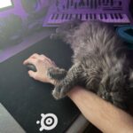 Devin Druid Instagram - fostering this sweetest little baby until she’s all ready for her forever home @meowoofmeowla @kuwait_animal_aid adopt don’t shop y’all