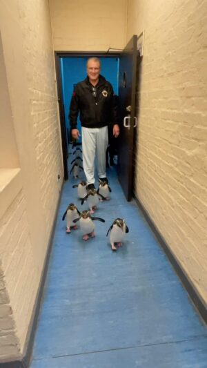 Dolph Lundgren Instagram - Taking some African penguins for a stroll to the beach. 🇿🇦 Bring it, Happy Feet!!