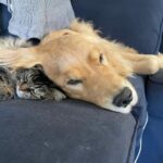 Dominic Sherwood Instagram - Dan and rajah… a love story!