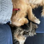 Dominic Sherwood Instagram - Dan and rajah… a love story!