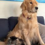 Dominic Sherwood Instagram - Dan and rajah… a love story!