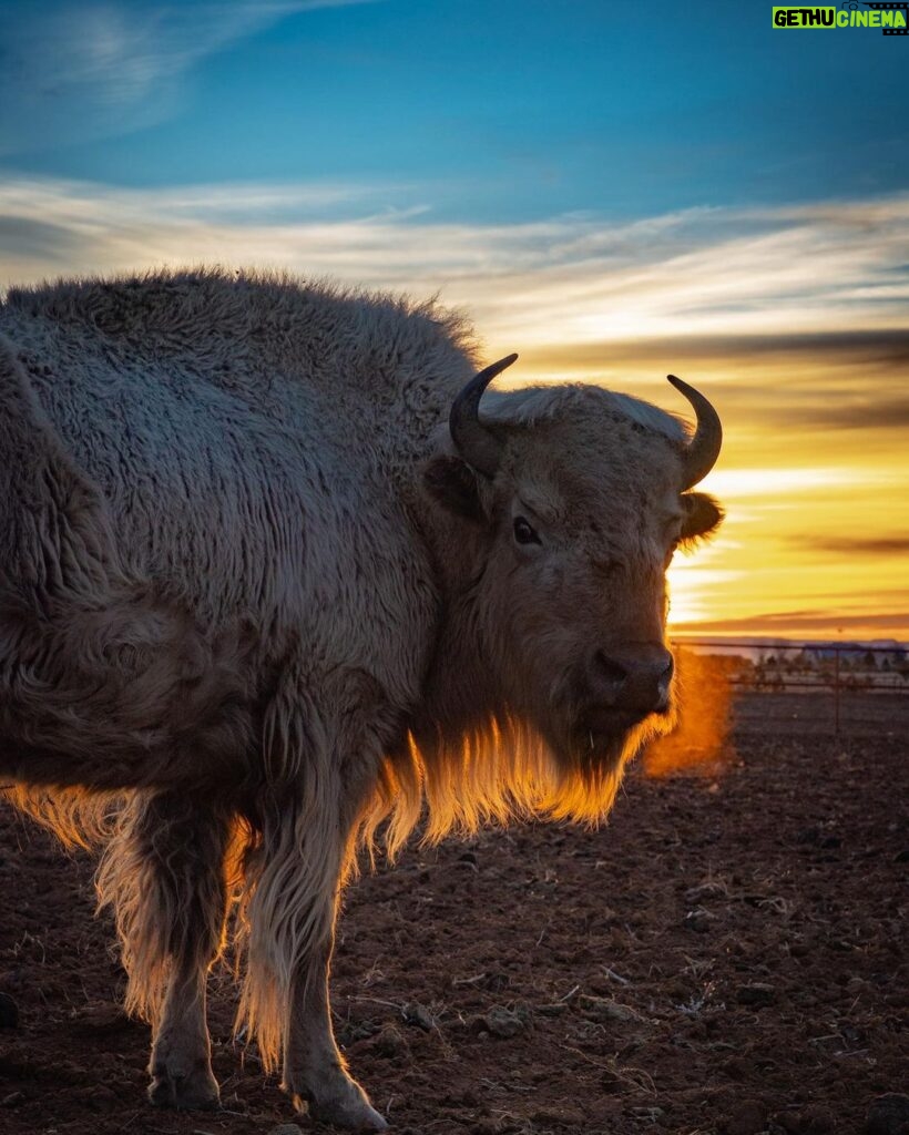 Donald Cerrone Instagram - BMF buffalo means we raise our or meat for jerky!! BMFRanch.com BMF Ranch