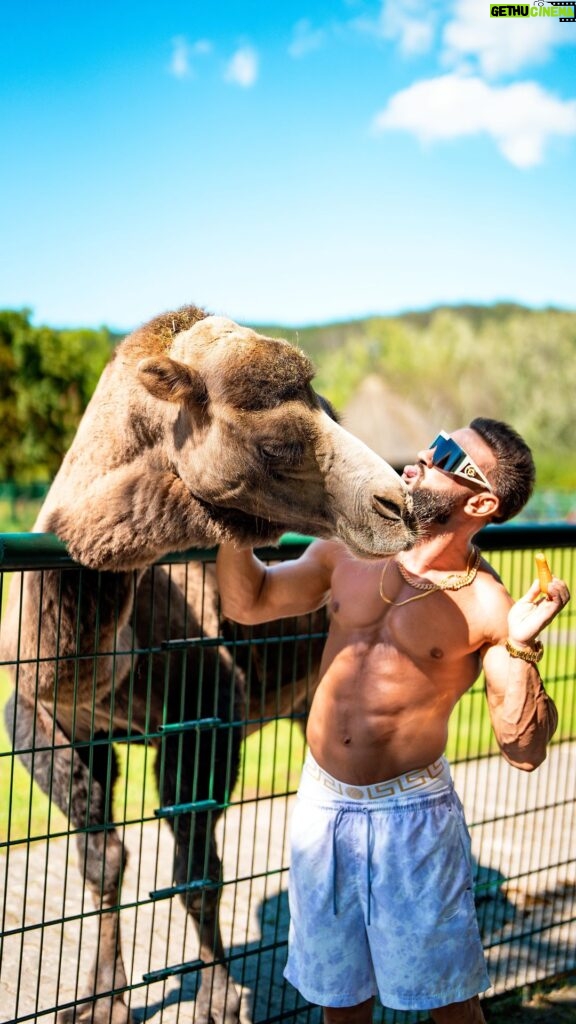Dorian Popa Instagram - 🤍🤍🤍 ------------------------------------------------------ #animallovers #zoo #camel #zoolife #cuteanimals Frankfurt, Germany
