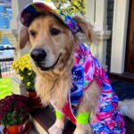 Elizabeth Warren Instagram - Bailey says you can never have Kenough Halloween spirit.