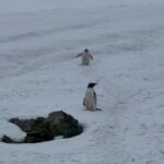 Ellen Adarna Instagram – ❤️🐧 #antarctica Danco Island