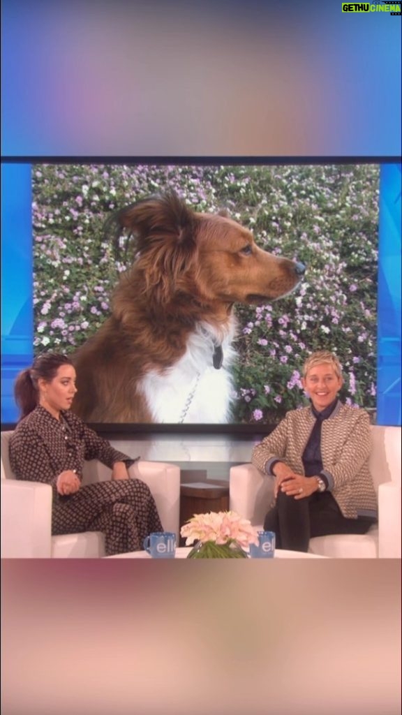 Ellen DeGeneres Instagram - More on my favorite subject, dogs. 🐶❤️