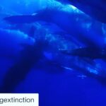 Ellen Pompeo Instagram - #Repost @racingextinction with @get_repost ・・・ Let’s #StopTheHunt 🚫🐋 #Repost @paulhiltonphoto ・・・ Right now Fin whales are being slaughtered in Iceland 🇮🇸 and I’d like you to join us in signing a petition and boycott Iceland as a travel destination until they end the madness and leave our great whales to swim in their ocean realm in peace ✌️. As if we haven’t already put them through enough. To do nothing is allow the slaughter to continue. Link in my bio. #Stopthehunt #StopIcelandWhaling @sea_legacy @racingextinction @bluespherefoundation @paulnicklen @shawnheinrichs Photo: Humpack whales 🐋 Pacific Ocean