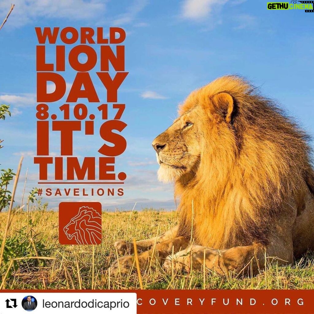Ellen Pompeo Instagram - #Repost @leonardodicaprio with @repostapp ・・・ If the parks and reserves of Africa’s savannas were properly resourced and effectively managed, we could have 3-4 times the number of lions we have today. Today on #WorldLionDay, @LeonardoDiCaprioFdn and @WildNetOrg are launching a powerful coalition for #lionconservation--the @LionRecovery Fund. Find out more at lionrecoveryfund.org.