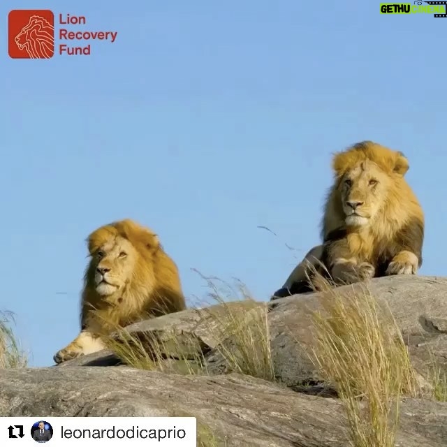 Ellen Pompeo Instagram - #Repost @leonardodicaprio with @repostapp ・・・ #Regram #RG @lionrecovery: Lions are known for their beauty, power and ferocity. But few know that they have been disappearing at an alarming rate. Help us turn up the volume on this quiet crisis - REGRAM this. And to give, please visit lionrecoveryfund.org or follow the link in the bio. Thank you so much! 🦁 #WorldLionDay #SaveLions #lion #lionking #lions #bigcats #cats #catsofinstagram #wildlife #animals #wildlifephotography