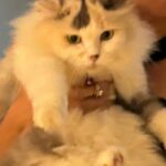 Enzy Storia Instagram - Masih belum bisa terima bahwa semudah itu aku dilupakan oleh Kenny 🤧 🐈 Ada yang punya pengalaman serupa?