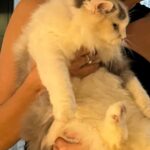 Enzy Storia Instagram - Masih belum bisa terima bahwa semudah itu aku dilupakan oleh Kenny 🤧 🐈 Ada yang punya pengalaman serupa?