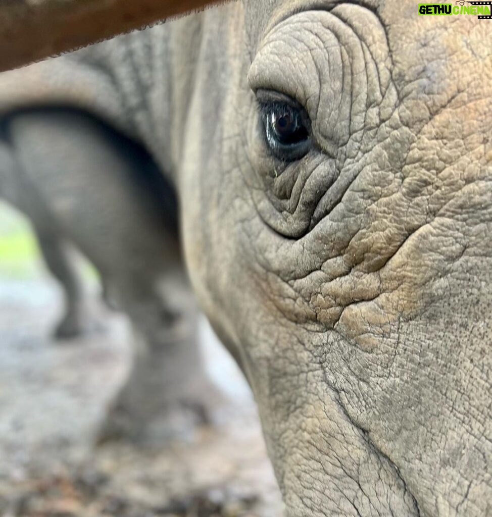 Eric Stonestreet Instagram - It’s very simple. I love @whiteoakconservation. The animals. The mission. The people.