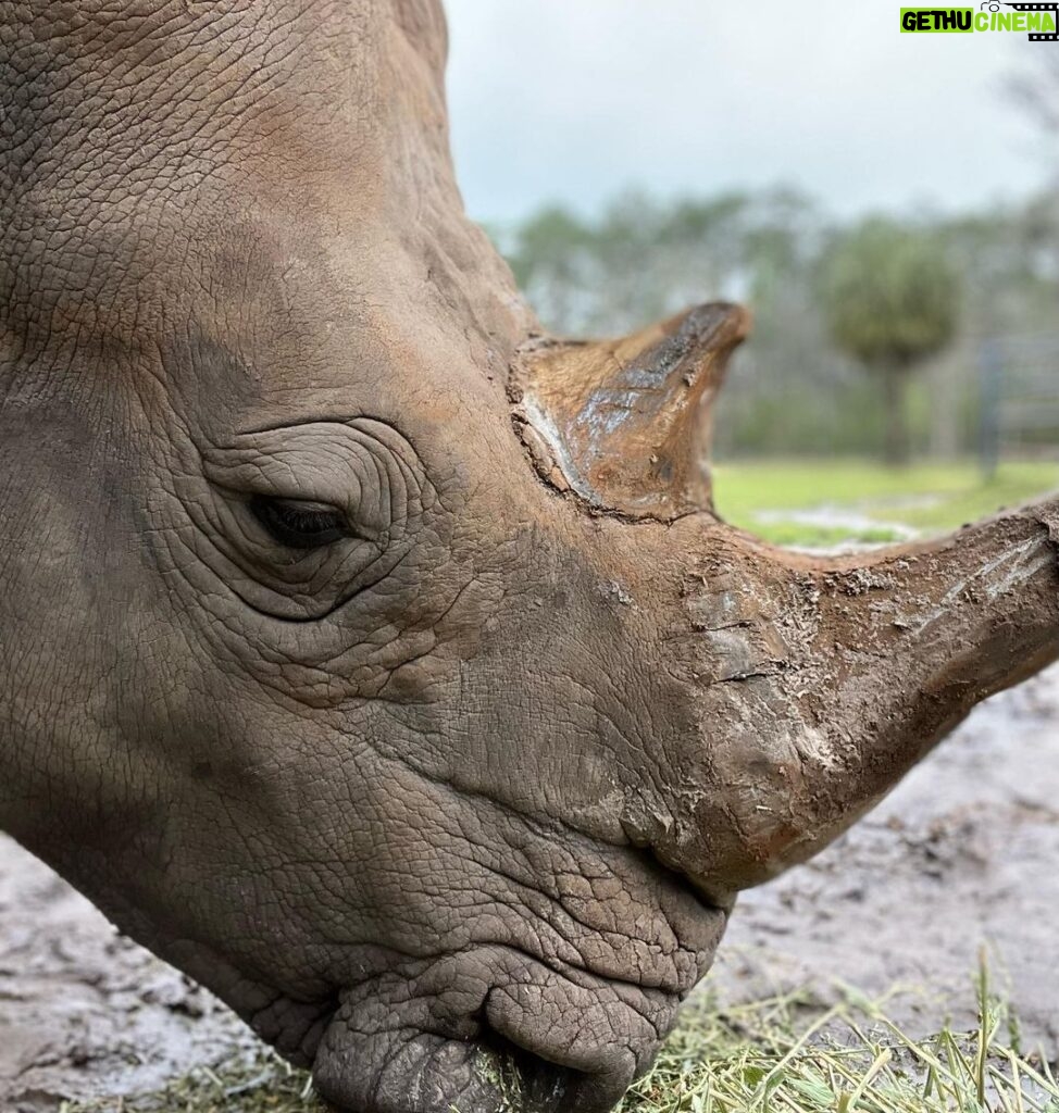 Eric Stonestreet Instagram - It’s very simple. I love @whiteoakconservation. The animals. The mission. The people.