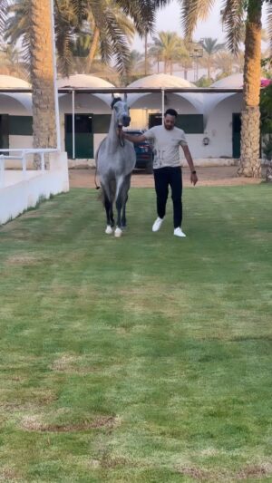 Essam Elsakka Instagram - ❤️🐴