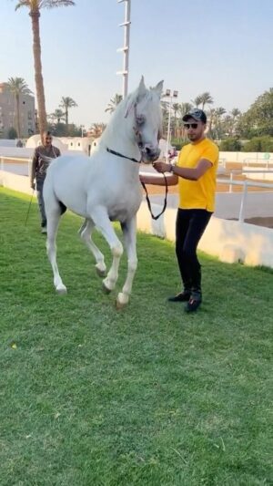 Essam Elsakka Instagram - الغزال ❤️🐴 #عصام_السقا  #horse  #horsesofinstagram #ماشاء_الله