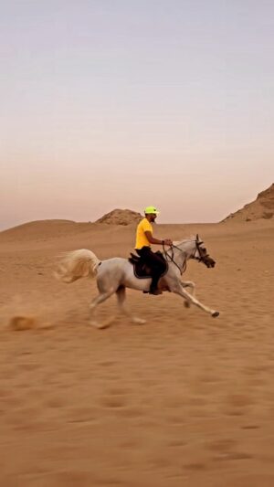 Essam Elsakka Instagram - #horse #love 💙🐎🏇