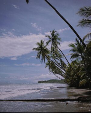 Ethan Torchio Instagram - I lived in Costa Rica for three years of my life when I was younger. This year, destiny told me it was time to come back. After 12 years since the last time I’ve been there, I can definitely tell it was the right choice, and pretty intense as well. 
All my love goes to nature untouched by humans 🌎