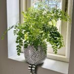 Evelyn Sharma Instagram - Obsessed with little legs… 🤩🥰😅😮‍💨 #momthings #plantobsessed #littlelegs #indoorgarden
