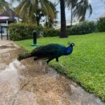 Federico Bal Instagram - Las TIERRAS MAYAS en el caribe Mexicano 😍 Estuvimos en Cancún grabando para @restodelmundo13 y queria compartir este carrete de fotos y que puedan vivir esto junto a mi. Obvio que luego les mostraremos este viaje en el programa por @eltrecetv ✅ Isla Mujeres ✅ Paseo en Catamarán ✅ Show en “COCO BONGO” ✅ Lucha Libre “LuchaTitlan” Una de las mejores ubicaciones que tuvimos en la zona hotelera junto a @OasisHotels y mil actividades para hacer gracias a @viajescaribemaya Este hotel sin dudas me sorprendió y la atencion en @ThePyramidCancun fue un lujo gracias a la gestion de mi primo @Bal.Luciano que siempre está en todos los detalles junto a mi amigo y productor @juanoswald #mexico #cancun #viaje #rivieramaya #maya #vivamexico #turismo #travel #trip #restodelmundo #tv #canal13 #bal #aventura #experiencias #playa #caribe #mar Cancún, Quintana Roo, México