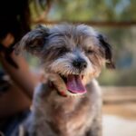 Francia Raísa Instagram - Proud Dog Mom 💙