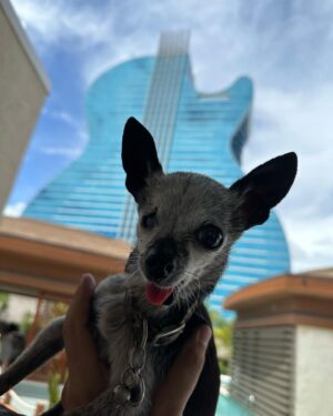 Gabriel Iglesias Instagram - Hello from one of the most incredible hotel/casinos in the world. The new @hardrockholly is literally in the shape of a guitar. #HardRockFluffy 🎸