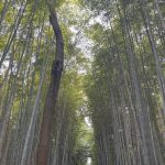 Galilea Montijo Instagram – #kyoto #bosquedebambukyoto 😎 Bamboo Forest