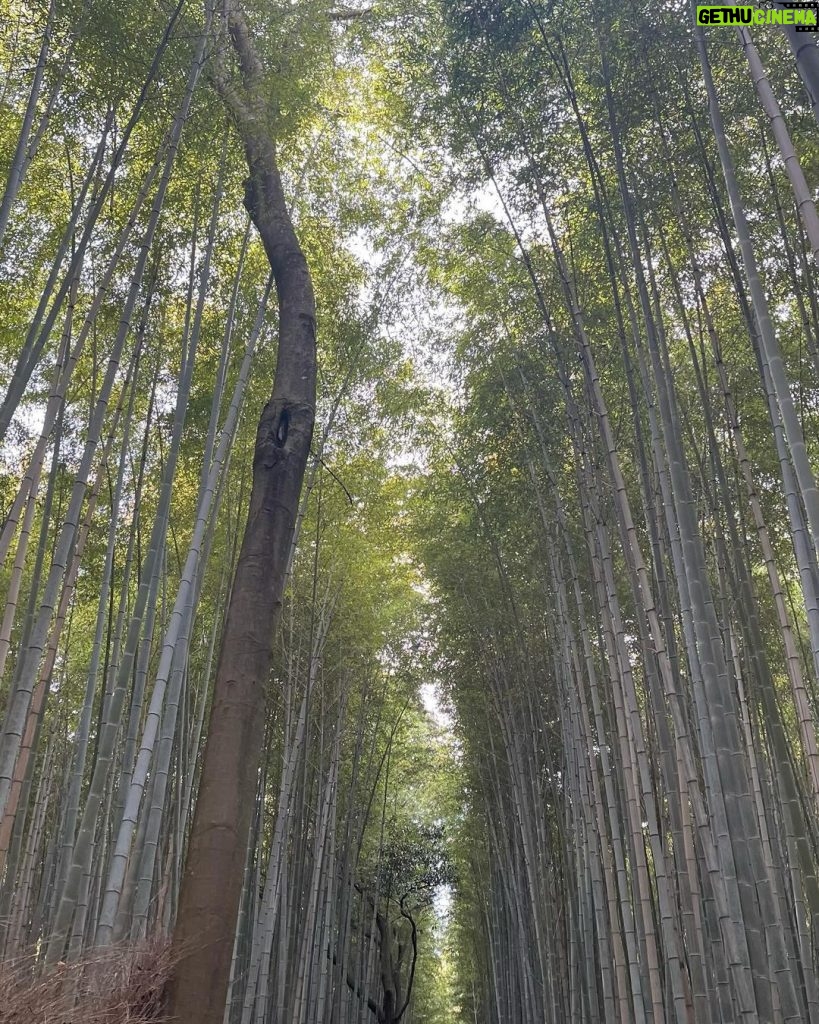 Galilea Montijo Instagram - #kyoto #bosquedebambukyoto 😎 Bamboo Forest