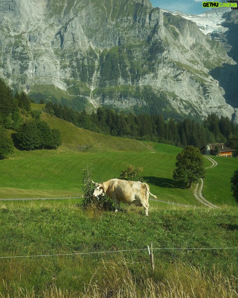 Gavin Casalegno Instagram - I thought Swiss Cows were a myth🧚🏼 Grindelwald, Switzerland