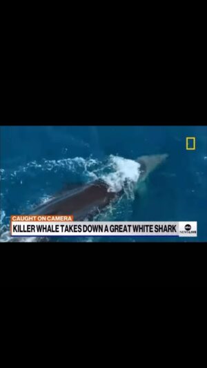 Georges St-Pierre Instagram - Orcas are fascinating animals and are the true predators of the oceans. ❤️