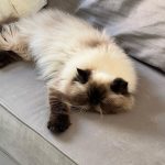 Giovanna Grigio Instagram - Numa casa de amantes de cinema e mães de gato, o sofá é o coração de tudo! Escolhemos o nosso na @dynamis.mga , e também aproveitamos e já selecionamos também essas banquetas lindas da cozinha, e as mesinhas de apoio da sala! A gente tá super feliz com os móveis, mas acho que os gatos estão mais do que a gente! Hahahahaha Sofá, mesinhas e banquetas: @dynamis.mga Gestão de Projetos: @jackiebritto @modacom__ Projeto: @steinruiz Reforma: @2rconstrucaoereforma Fotos: @brescianifotoarq
