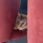 Giovanna Grigio Instagram - Numa casa de amantes de cinema e mães de gato, o sofá é o coração de tudo! Escolhemos o nosso na @dynamis.mga , e também aproveitamos e já selecionamos também essas banquetas lindas da cozinha, e as mesinhas de apoio da sala! A gente tá super feliz com os móveis, mas acho que os gatos estão mais do que a gente! Hahahahaha Sofá, mesinhas e banquetas: @dynamis.mga Gestão de Projetos: @jackiebritto @modacom__ Projeto: @steinruiz Reforma: @2rconstrucaoereforma Fotos: @brescianifotoarq