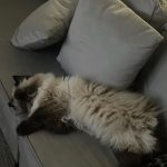 Giovanna Grigio Instagram - Numa casa de amantes de cinema e mães de gato, o sofá é o coração de tudo! Escolhemos o nosso na @dynamis.mga , e também aproveitamos e já selecionamos também essas banquetas lindas da cozinha, e as mesinhas de apoio da sala! A gente tá super feliz com os móveis, mas acho que os gatos estão mais do que a gente! Hahahahaha Sofá, mesinhas e banquetas: @dynamis.mga Gestão de Projetos: @jackiebritto @modacom__ Projeto: @steinruiz Reforma: @2rconstrucaoereforma Fotos: @brescianifotoarq