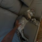 Giovanna Grigio Instagram - Numa casa de amantes de cinema e mães de gato, o sofá é o coração de tudo! Escolhemos o nosso na @dynamis.mga , e também aproveitamos e já selecionamos também essas banquetas lindas da cozinha, e as mesinhas de apoio da sala! A gente tá super feliz com os móveis, mas acho que os gatos estão mais do que a gente! Hahahahaha Sofá, mesinhas e banquetas: @dynamis.mga Gestão de Projetos: @jackiebritto @modacom__ Projeto: @steinruiz Reforma: @2rconstrucaoereforma Fotos: @brescianifotoarq