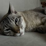 Giovanna Grigio Instagram - Numa casa de amantes de cinema e mães de gato, o sofá é o coração de tudo! Escolhemos o nosso na @dynamis.mga , e também aproveitamos e já selecionamos também essas banquetas lindas da cozinha, e as mesinhas de apoio da sala! A gente tá super feliz com os móveis, mas acho que os gatos estão mais do que a gente! Hahahahaha Sofá, mesinhas e banquetas: @dynamis.mga Gestão de Projetos: @jackiebritto @modacom__ Projeto: @steinruiz Reforma: @2rconstrucaoereforma Fotos: @brescianifotoarq