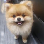 Googoosh Instagram - Birthday Boy🐶 @koppolatashin #5 تولد داریم چه تولدی کُپل من ۵ ساله شد ❣️ #rescuedog #southkorea