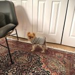 Googoosh Instagram - Birthday Boy🐶 @koppolatashin #5 تولد داریم چه تولدی کُپل من ۵ ساله شد ❣️ #rescuedog #southkorea