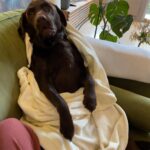 Gupse Özay Instagram – – Yahu at battaniyeyi üstünden sıcak ev
– Üşüyom