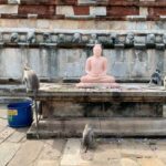 Gustaf Skarsgård Instagram - More monkeys in holy places. Now in Sri Lanka. Such a lovely country and friendly people. Its tourism has suffered a lot from the Easter bombings. But it feels very safe and I would recommend anyone to cone and enjoy this magical island.