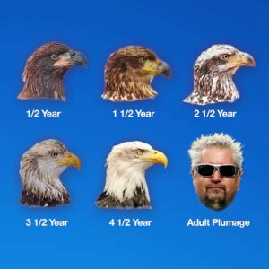 Guy Fieri Thumbnail - 14.5K Likes - Top Liked Instagram Posts and Photos